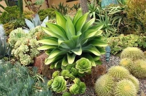 极其耐旱|这些特耐旱的盆栽植物,养室内干旱几周都不会挂