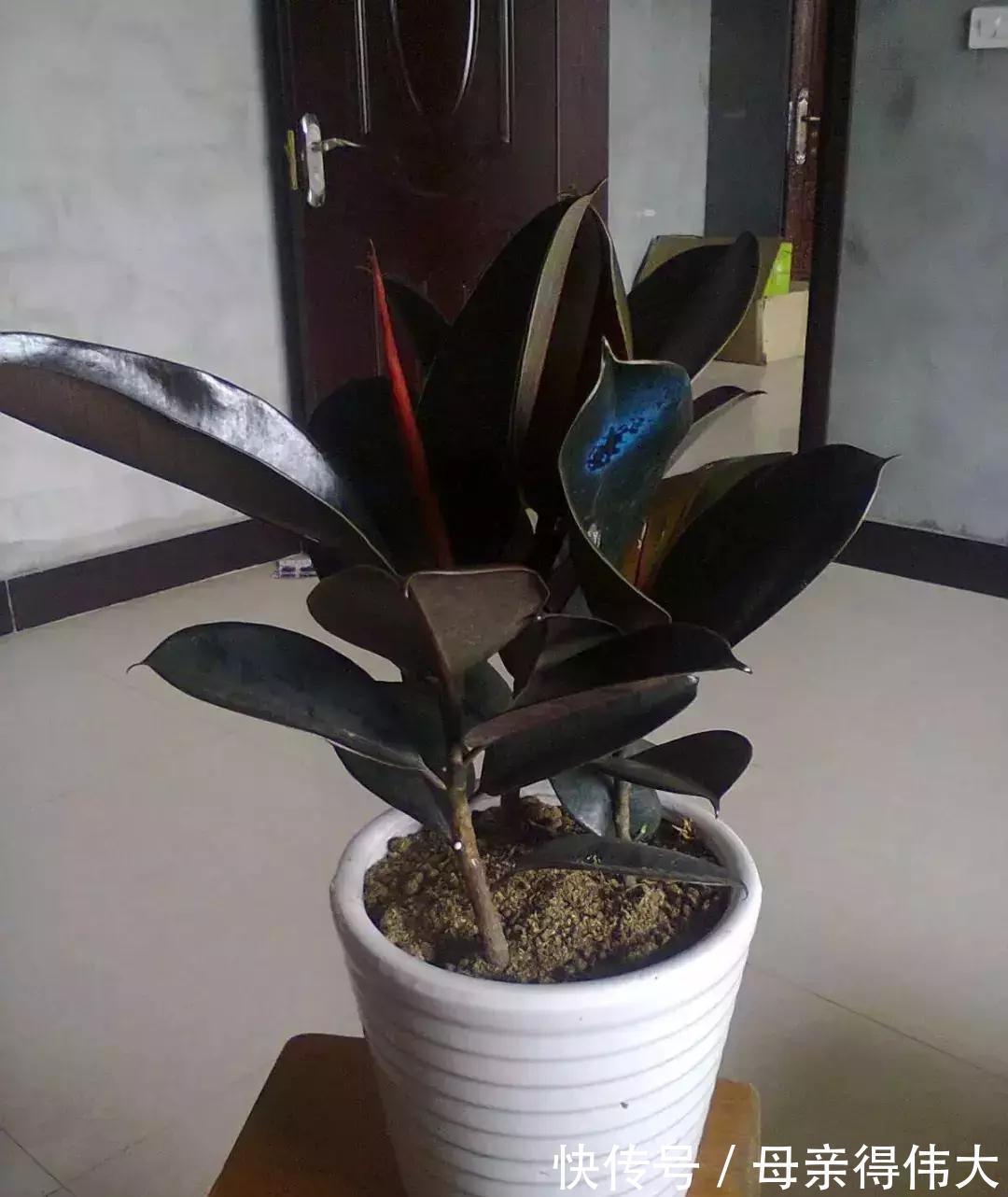 这些花是二手烟的克星,家里有烟鬼的,赶紧养几盆