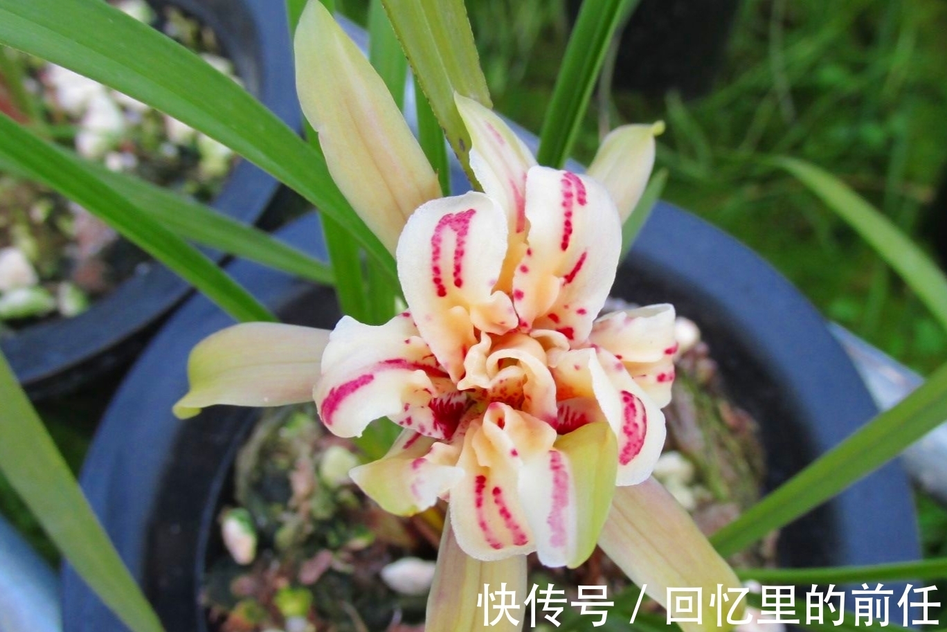 天蓬元帅@它是兰花界“天蓬元帅”?花朵酷似牡丹,味道胜香水,种植超简单