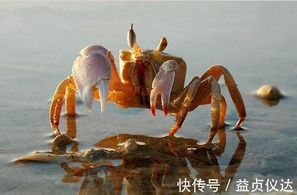 胃溃疡|自然界中的“养胃王”找到,常吃3种食物,健脾养胃,胃会感激你