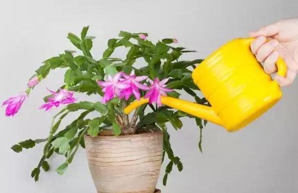 朋友这样给花浇水,不但浇不死还越浇越旺,很少有人知道!