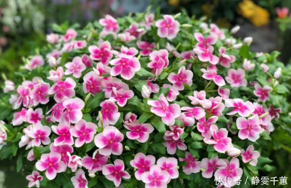 蓝雪花|7种“省心花”,耐阴、耐旱,不招虫、生病少,还特爱开花