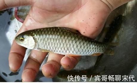 黄娟鱼|神似草鱼爱吃肉,个头不大力气大,背上还藏倒刺,被称为淡水之王