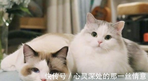 古人！我们为何不敢吃猫肉？古人早已试过，不是不敢而是不能