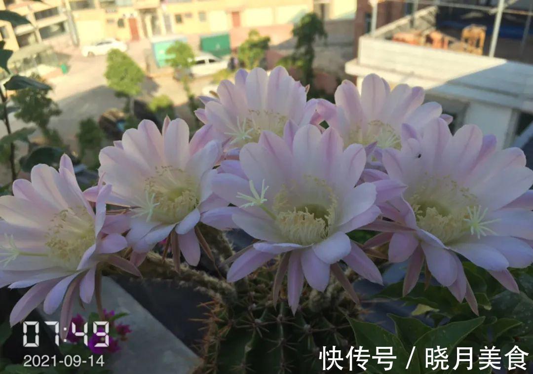 浇水|15种常见花,冬天浇水有讲究,小心越浇花越死