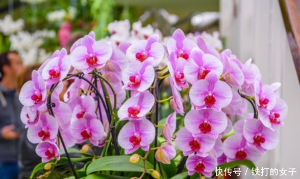 4种漂亮花,是花卉中的“佼佼者”,仙气十足,谁见了都想养!