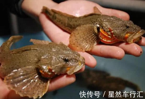 长江刀鱼|4种“名声大噪”，味道却很差的鱼，大部分人吃的只是“面子”