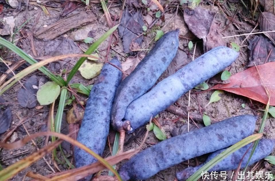 名字|农村这种野果名字不好听浑身上下都是宝,遇到可千万别错过啊!