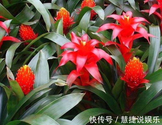 喜庆|“3种花”家里养,看着就“喜庆”,有“财源不断”的寓意,值!
