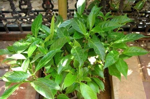 4种“花草”,不适合长久养在室内,对健康有风险,别忽视了