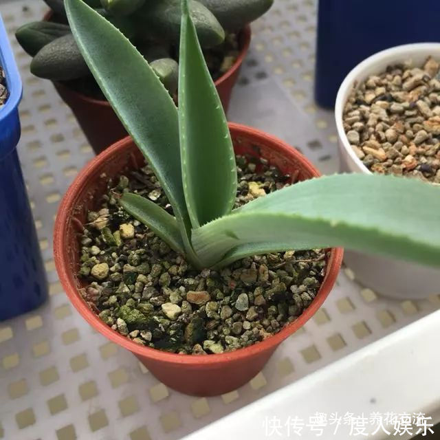 龙舌兰用根茎底部的侧芽扦插繁殖，比繁殖芦荟还简单