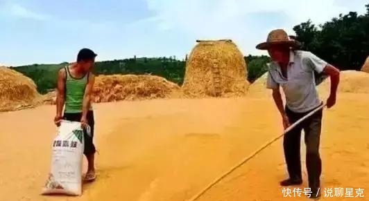 满满的|二十多年前收麦子的老照片,满满的丰收喜悦