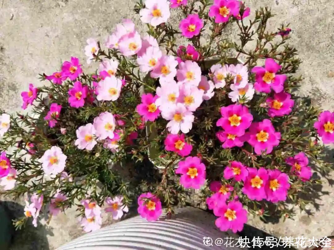 11种常见花，现在扦插，成活率特高