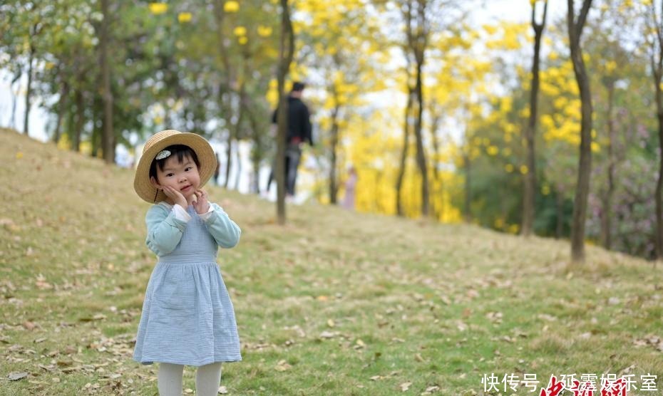 老年|广西南宁黄花风铃木盛开引游人