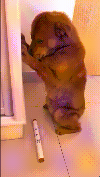 |搞笑GIF趣图：养了三年的狗子，但看这眼神，我知道该吃狗肉了