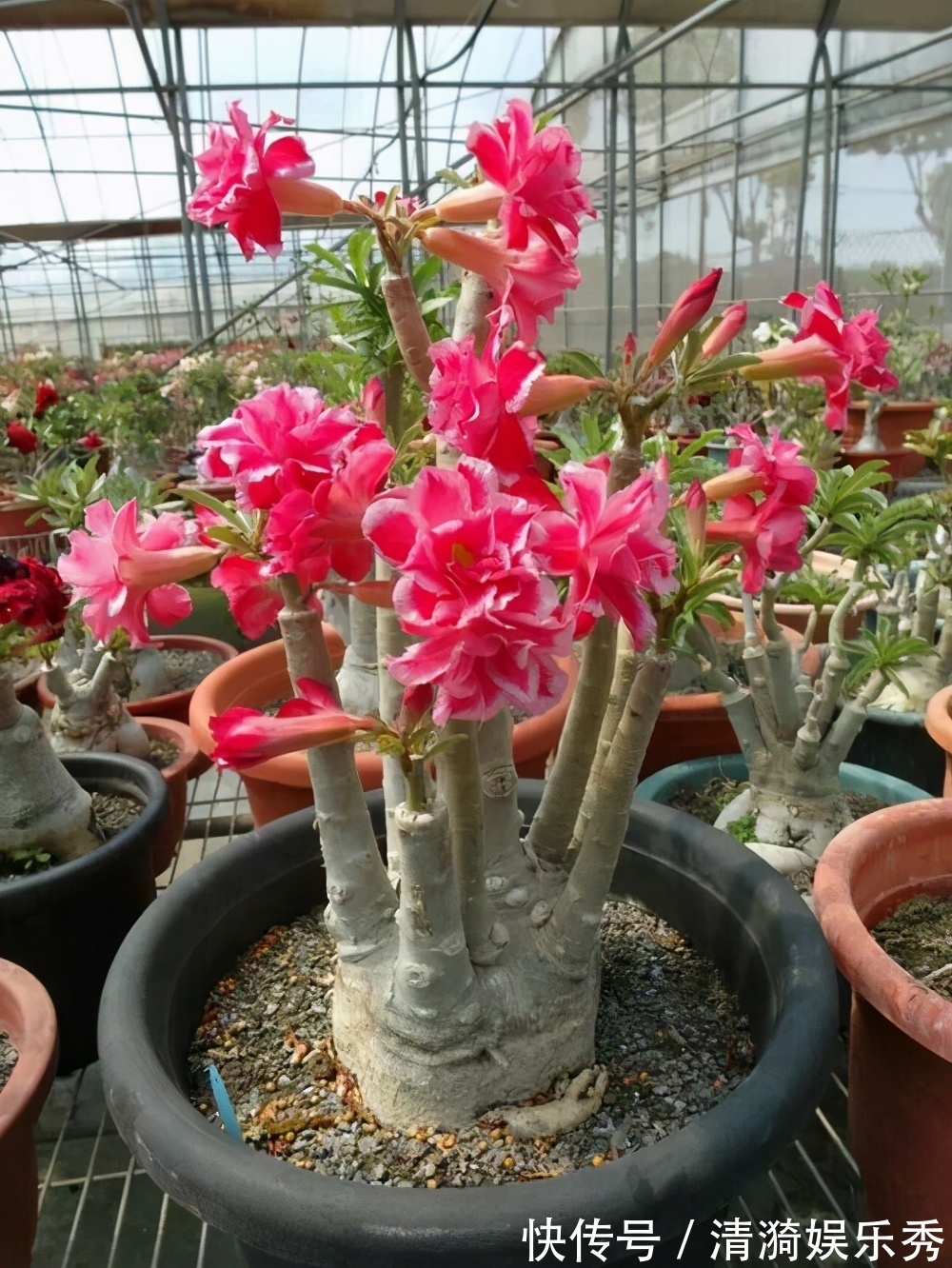 4种花,春天“翻盆”要注意,用小盆才能多开花