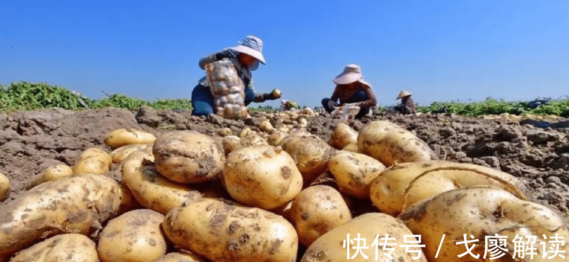 千万不要再微波炉里加热这几种食物，加热后的菠菜马铃薯毒性大发！
