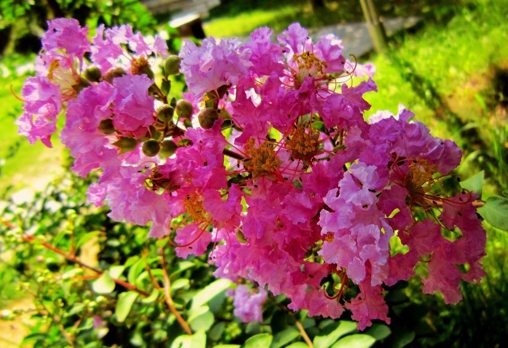 鲜花|此花所代表的是好运的花，常用来形容女子，也是一种沉迷的爱