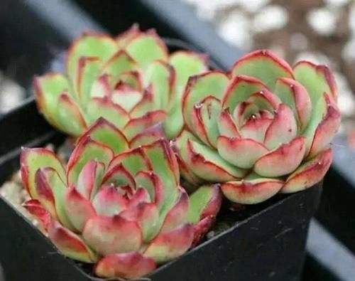 封闭阳台养什么多肉最合适,老花友诚心推荐这12款,省心又漂亮