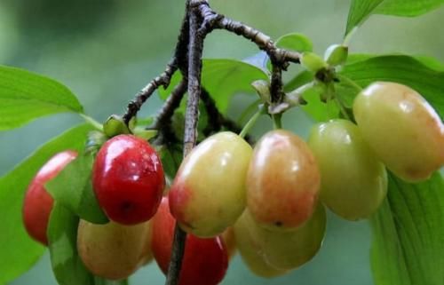 小暑|女性不想提前衰老，三伏天多吃3种食物，排毒养颜，预防子宫早衰