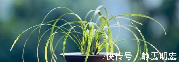 线艺|兰花市场的水很深，那怎么才能分辨出一株兰花的好坏？