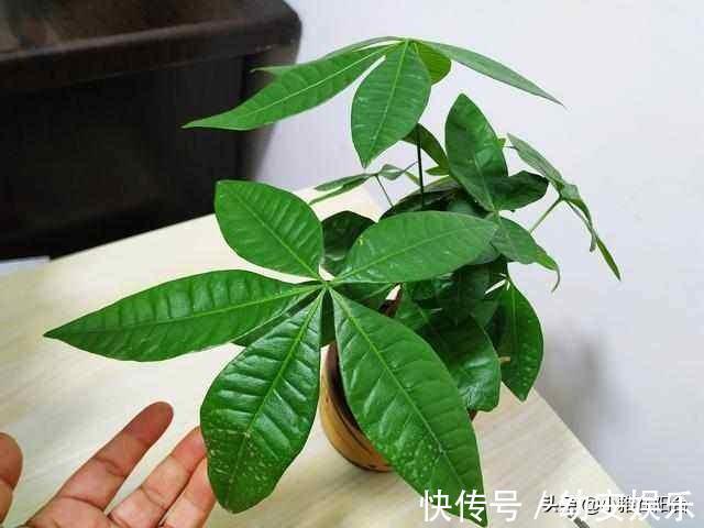 养好发财树，有1个诀窍，叶绿有光泽，枝繁叶茂，年年旺财运！