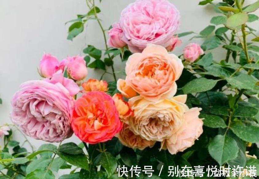 月季|4种花比牡丹还漂亮，比绿萝还好养，年年花开不断，一盆开花100朵