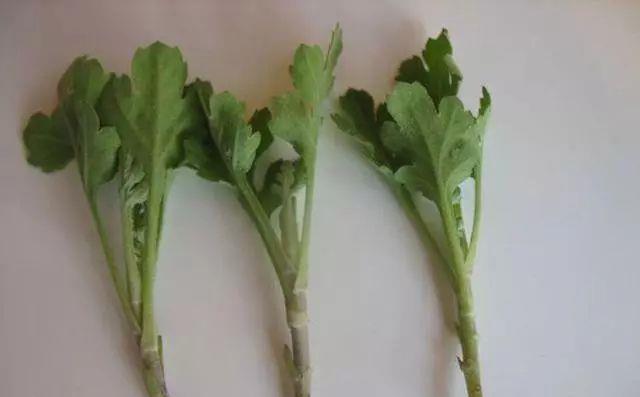 扦插|冬天扦插繁殖这九种绿植,特别容易成活,来年看花团锦簇