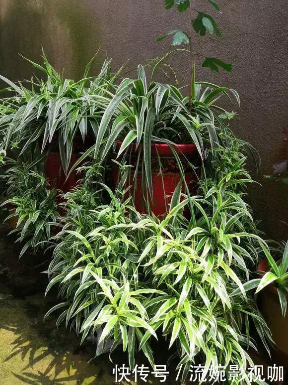养花|吊兰黄叶“干尖”老花农说浇水少了1种“料”,连浇3次就变绿!