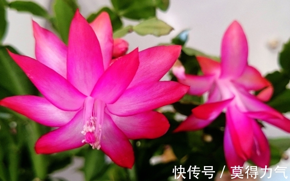 你的蟹爪兰开完花叶片就蔫了,这么做还能再开一茬花