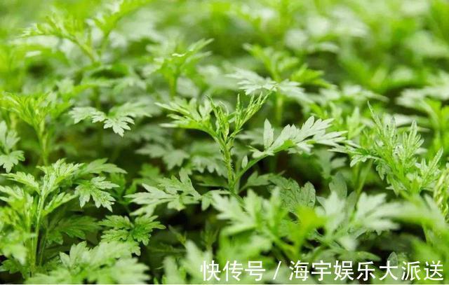 失眠|马齿苋可预防心血管，艾草可以治疗失眠，荠菜可以消除肿胀