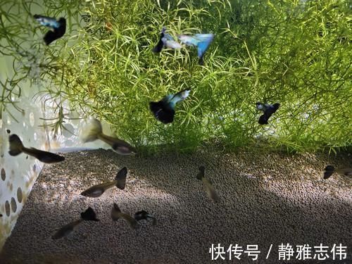 饲养孔雀鱼，永远避免不了的四大难题，也是孔雀鱼的主要死亡原因