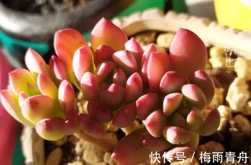 爱上多肉：何须浅碧轻红，自是花中一流！