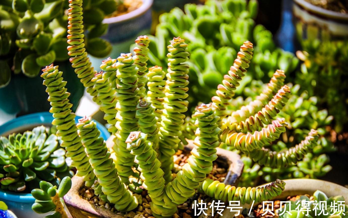 6种“聚财花”，养在家里好兆头，漂亮又大气，还有好运满满