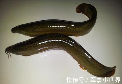 人体|女人爱美先排毒，常吃的好食物，排毒清肠，养血养颜，吃了更年轻