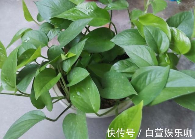 养分|天冷了,给绿萝补点“营养”,整个冬天叶子绿油油