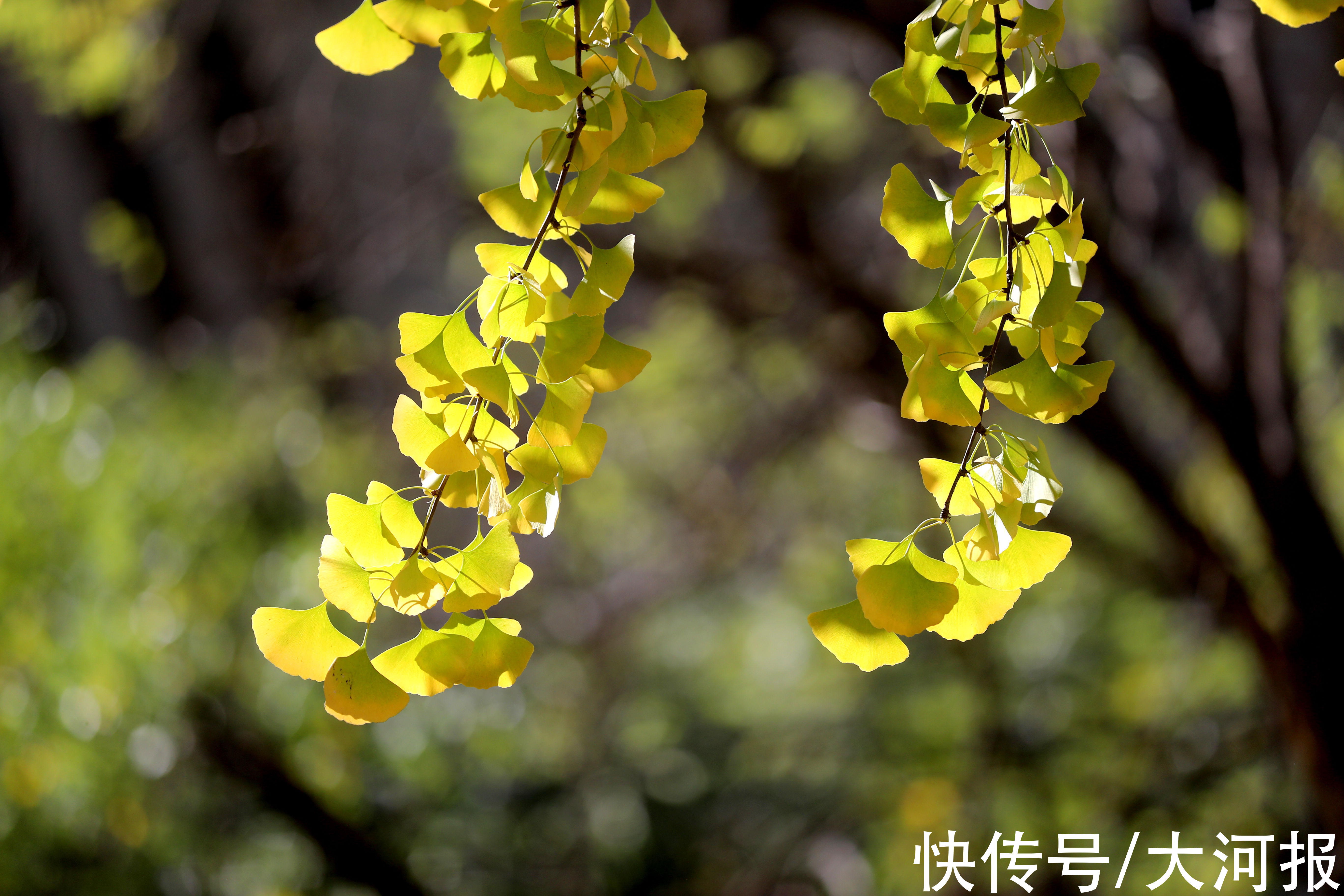 银杏|天晴了，一起来观银杏、赏红叶吧