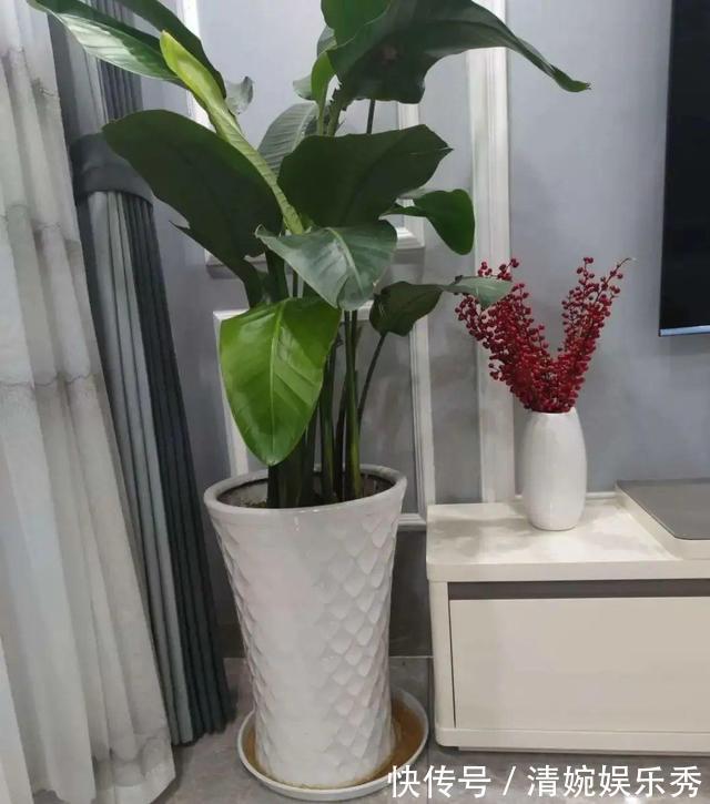 10种“垃圾”不要丢,拿来养花效果好,还能省下一笔钱