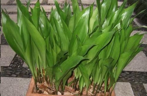 自从卫生间里放了这盆花后，再也没异味了