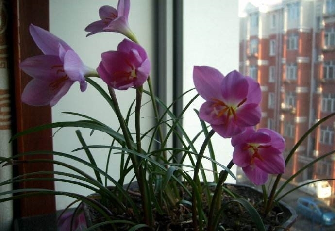 兰花|兰花开花后花茎如何修剪?教你“2法”,1年就长疯,年年开花爆盆