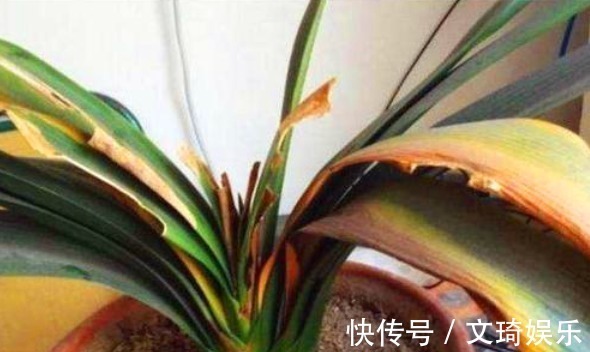 植物叶片不油绿,很多人会用淘米水、黄豆水,其实都不如这种水