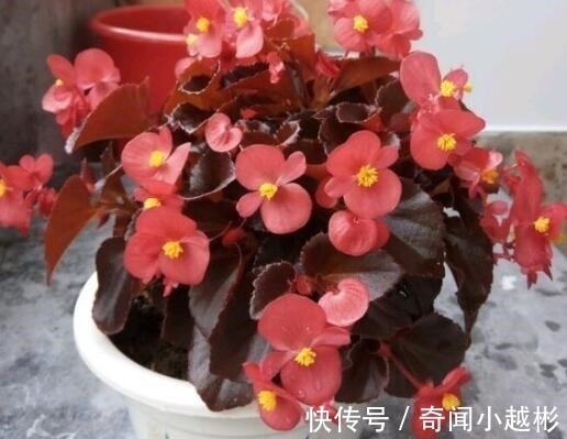 四季海棠|养盆这一种花,遇土就活,四季开花,种一盆,开一年,美过绿萝!