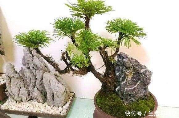悬崖上一种植物，挖回家养盆里，2年长成盆景，给钱也不卖！