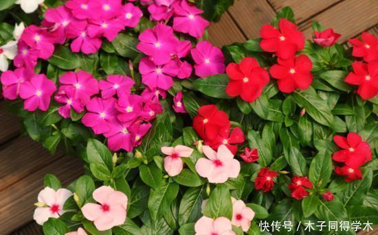 扦插|8种花不用买，去朋友家掐个叶片插土里，7天就生根，太容易成活了