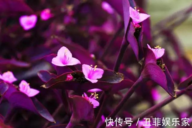 这3种吊兰千万别这么养,不然疯长爆芽,控制不住!