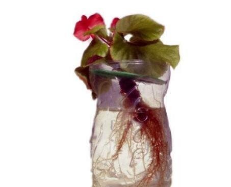 养四季海棠，可水插也可土插，2周长根，3个月长一大盆，不停开花