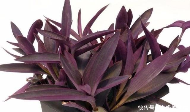 13种最佳的室内盆栽花卉,给一点点光照就可以开花了!