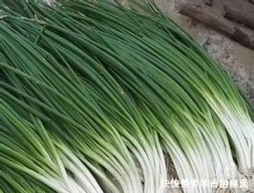 常吃葱的人,身体不会差,但切忌与一物同食,却有很多人不清楚