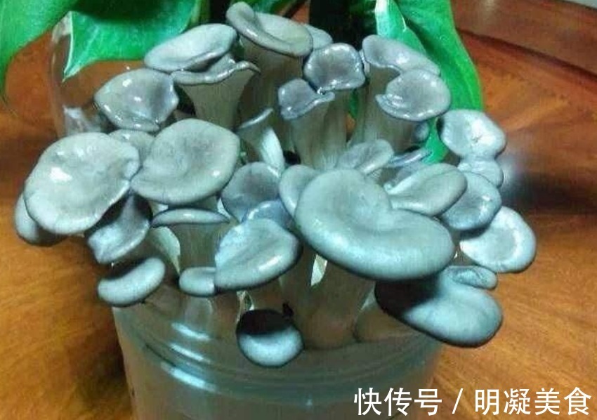 菌包|养花不如种“蘑菇”,好养又漂亮,两天采摘一次,一次能收20斤!