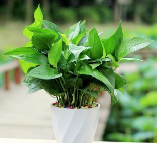  根系|养绿萝、发财树，一个月盆里喂2-3酒，不黄叶、根系壮、枝叶绿